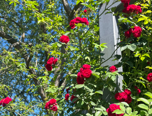 SWUP zu Besuch auf dem Rosengartenfest in Erfurt